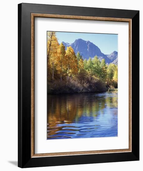 California, Sierra Nevada, Inyo Nf, Autumn Aspen Reflect in Rush Creek-Christopher Talbot Frank-Framed Photographic Print