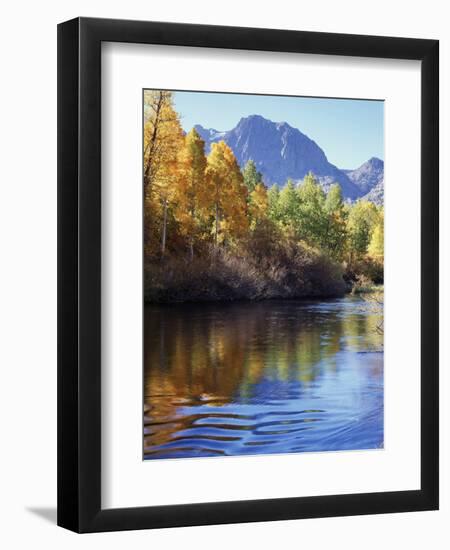 California, Sierra Nevada, Inyo Nf, Autumn Aspen Reflect in Rush Creek-Christopher Talbot Frank-Framed Photographic Print