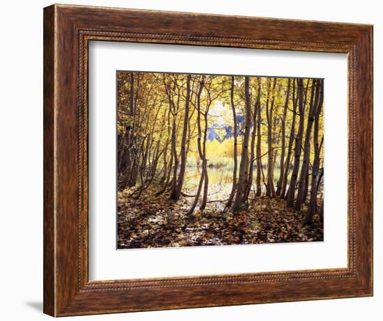 California, Sierra Nevada, Inyo Nf, Autumn Aspens Along Rush Creek-Christopher Talbot Frank-Framed Photographic Print