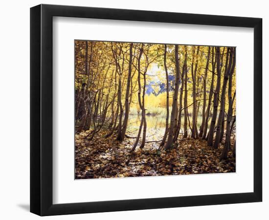 California, Sierra Nevada, Inyo Nf, Autumn Aspens Along Rush Creek-Christopher Talbot Frank-Framed Photographic Print