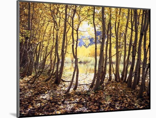 California, Sierra Nevada, Inyo Nf, Autumn Aspens Along Rush Creek-Christopher Talbot Frank-Mounted Photographic Print