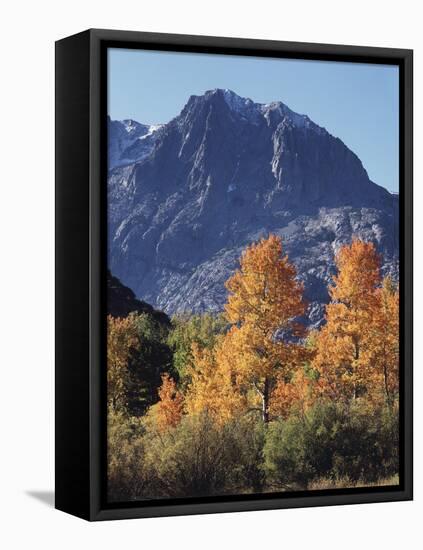 California, Sierra Nevada, Inyo Nf, Autumn Aspens Below Mountain Peak-Christopher Talbot Frank-Framed Premier Image Canvas