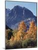 California, Sierra Nevada, Inyo Nf, Autumn Aspens Below Mountain Peak-Christopher Talbot Frank-Mounted Photographic Print