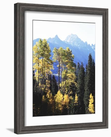 California, Sierra Nevada, Inyo Nf, Autumn Aspens Below Mountain Peak-Christopher Talbot Frank-Framed Photographic Print