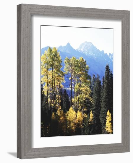 California, Sierra Nevada, Inyo Nf, Autumn Aspens Below Mountain Peak-Christopher Talbot Frank-Framed Photographic Print