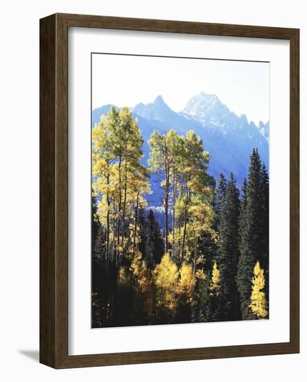 California, Sierra Nevada, Inyo Nf, Autumn Aspens Below Mountain Peak-Christopher Talbot Frank-Framed Photographic Print