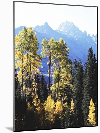 California, Sierra Nevada, Inyo Nf, Autumn Aspens Below Mountain Peak-Christopher Talbot Frank-Mounted Photographic Print