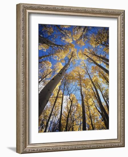 California, Sierra Nevada, Inyo Nf, Autumn Aspens in the High Sierra-Christopher Talbot Frank-Framed Photographic Print