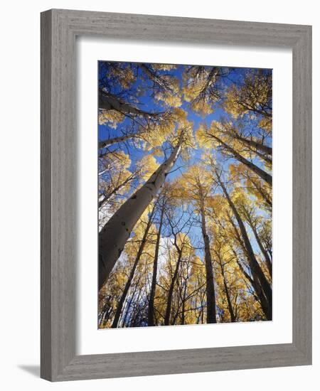 California, Sierra Nevada, Inyo Nf, Autumn Aspens in the High Sierra-Christopher Talbot Frank-Framed Photographic Print