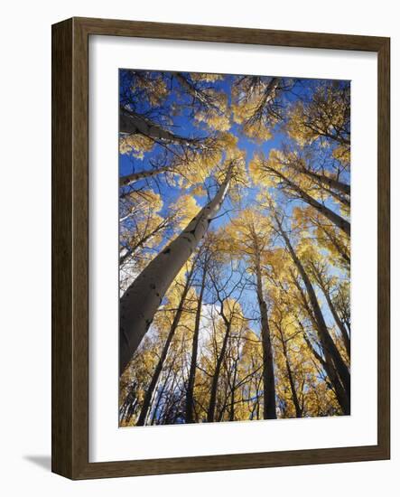 California, Sierra Nevada, Inyo Nf, Autumn Aspens in the High Sierra-Christopher Talbot Frank-Framed Photographic Print