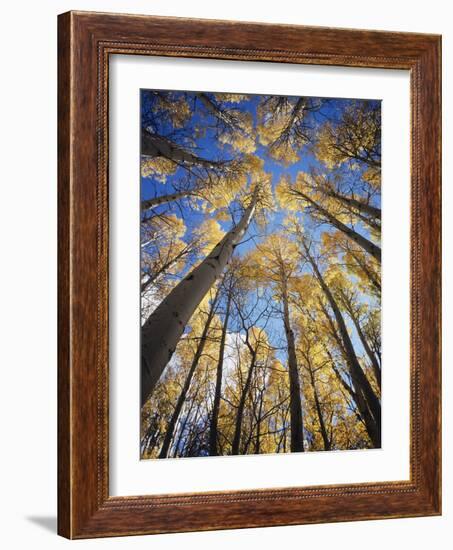 California, Sierra Nevada, Inyo Nf, Autumn Aspens in the High Sierra-Christopher Talbot Frank-Framed Photographic Print