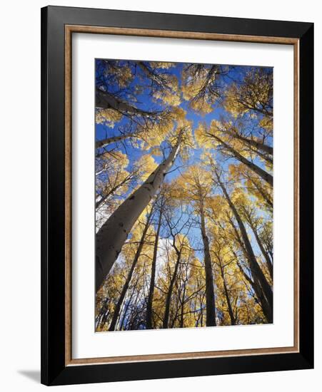 California, Sierra Nevada, Inyo Nf, Autumn Aspens in the High Sierra-Christopher Talbot Frank-Framed Photographic Print