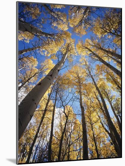 California, Sierra Nevada, Inyo Nf, Autumn Aspens in the High Sierra-Christopher Talbot Frank-Mounted Photographic Print