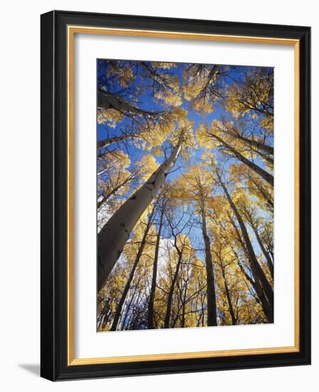 California, Sierra Nevada, Inyo Nf, Autumn Aspens in the High Sierra-Christopher Talbot Frank-Framed Photographic Print