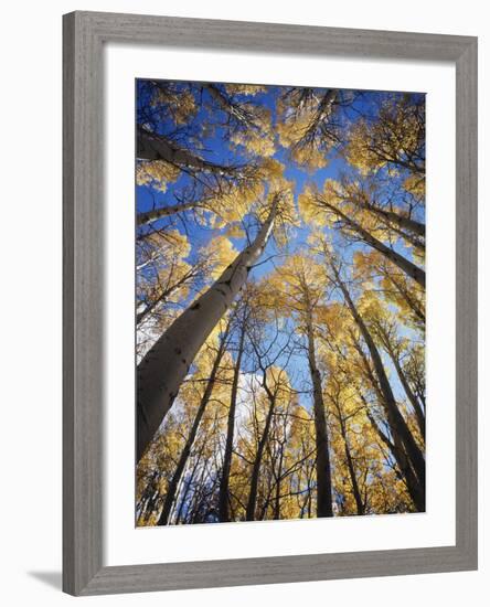 California, Sierra Nevada, Inyo Nf, Autumn Aspens in the High Sierra-Christopher Talbot Frank-Framed Photographic Print