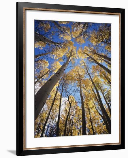 California, Sierra Nevada, Inyo Nf, Autumn Aspens in the High Sierra-Christopher Talbot Frank-Framed Photographic Print