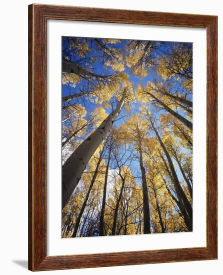 California, Sierra Nevada, Inyo Nf, Autumn Aspens in the High Sierra-Christopher Talbot Frank-Framed Photographic Print