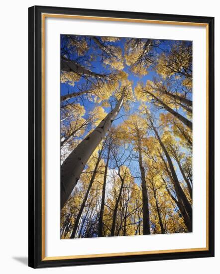 California, Sierra Nevada, Inyo Nf, Autumn Aspens in the High Sierra-Christopher Talbot Frank-Framed Photographic Print