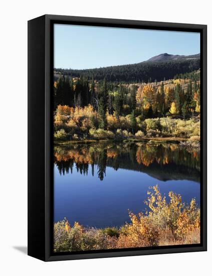 California, Sierra Nevada, Inyo Nf, Autumn Aspens Reflecting in a Pond-Christopher Talbot Frank-Framed Premier Image Canvas