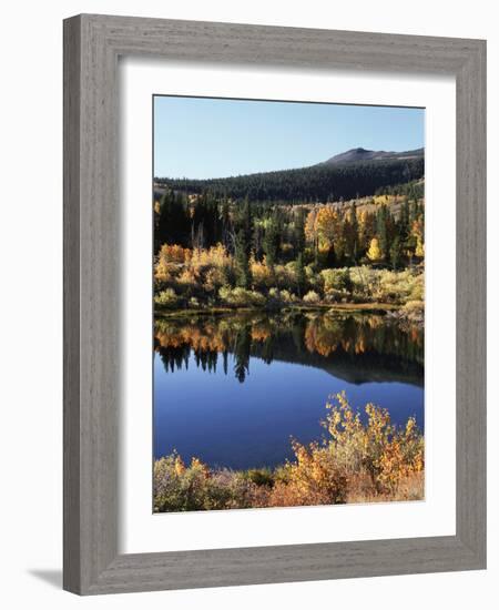 California, Sierra Nevada, Inyo Nf, Autumn Aspens Reflecting in a Pond-Christopher Talbot Frank-Framed Photographic Print