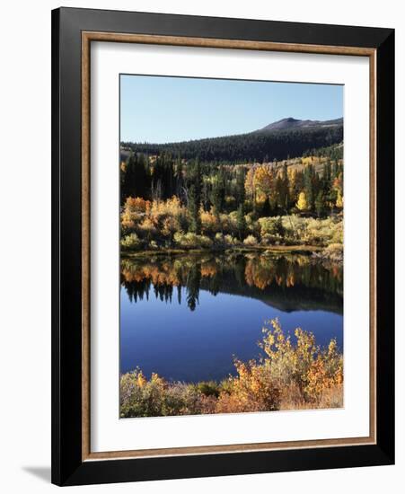 California, Sierra Nevada, Inyo Nf, Autumn Aspens Reflecting in a Pond-Christopher Talbot Frank-Framed Photographic Print