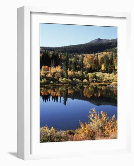 California, Sierra Nevada, Inyo Nf, Autumn Aspens Reflecting in a Pond-Christopher Talbot Frank-Framed Photographic Print