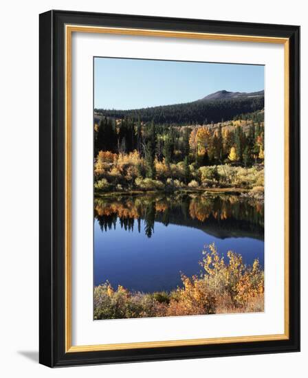 California, Sierra Nevada, Inyo Nf, Autumn Aspens Reflecting in a Pond-Christopher Talbot Frank-Framed Photographic Print