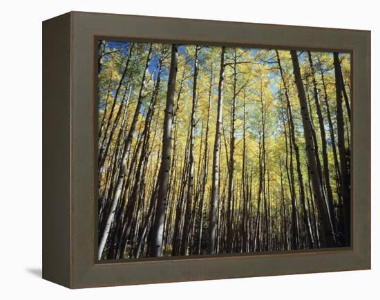 California, Sierra Nevada, Inyo Nf, Autumn Colors of Aspen Trees-Christopher Talbot Frank-Framed Premier Image Canvas