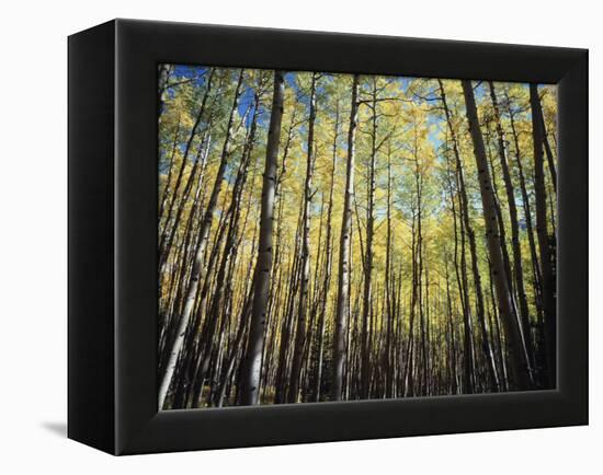 California, Sierra Nevada, Inyo Nf, Autumn Colors of Aspen Trees-Christopher Talbot Frank-Framed Premier Image Canvas