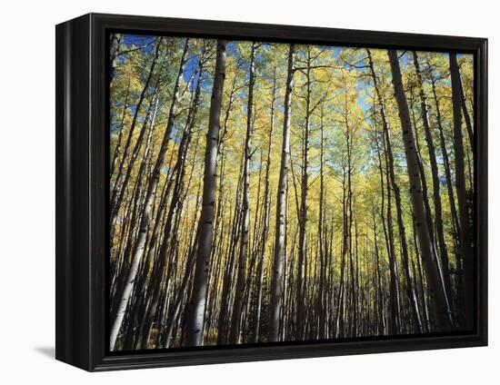 California, Sierra Nevada, Inyo Nf, Autumn Colors of Aspen Trees-Christopher Talbot Frank-Framed Premier Image Canvas