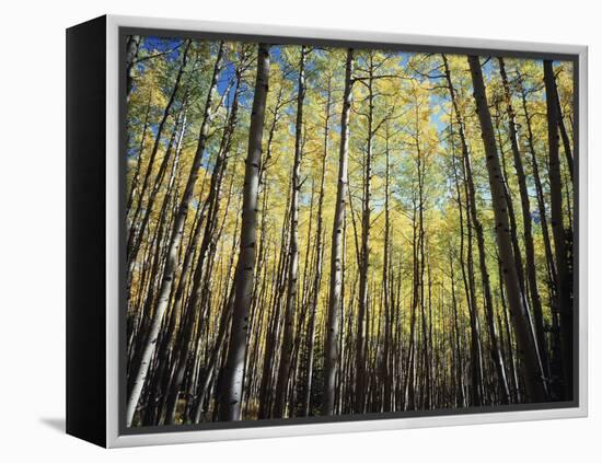 California, Sierra Nevada, Inyo Nf, Autumn Colors of Aspen Trees-Christopher Talbot Frank-Framed Premier Image Canvas