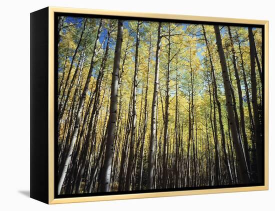 California, Sierra Nevada, Inyo Nf, Autumn Colors of Aspen Trees-Christopher Talbot Frank-Framed Premier Image Canvas