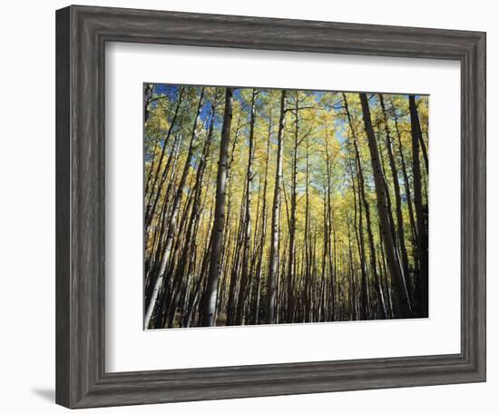 California, Sierra Nevada, Inyo Nf, Autumn Colors of Aspen Trees-Christopher Talbot Frank-Framed Photographic Print