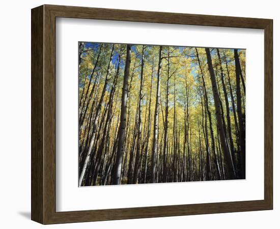 California, Sierra Nevada, Inyo Nf, Autumn Colors of Aspen Trees-Christopher Talbot Frank-Framed Photographic Print