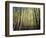 California, Sierra Nevada, Inyo Nf, Autumn Colors of Aspen Trees-Christopher Talbot Frank-Framed Photographic Print