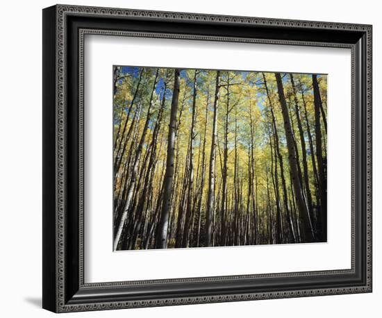 California, Sierra Nevada, Inyo Nf, Autumn Colors of Aspen Trees-Christopher Talbot Frank-Framed Photographic Print