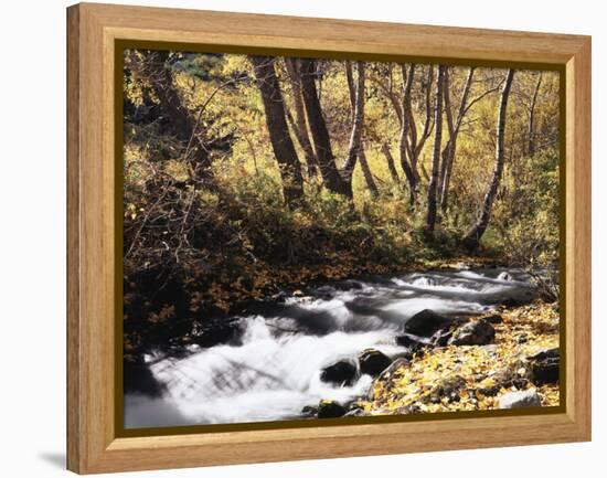 California, Sierra Nevada, Inyo Nf, Cottonwood Trees Along Mcgee Creek-Christopher Talbot Frank-Framed Premier Image Canvas