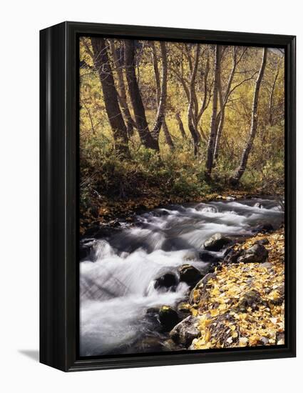 California, Sierra Nevada, Inyo Nf, Cottonwood Trees Along Mcgee Creek-Christopher Talbot Frank-Framed Premier Image Canvas