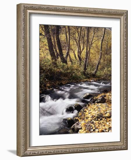 California, Sierra Nevada, Inyo Nf, Cottonwood Trees Along Mcgee Creek-Christopher Talbot Frank-Framed Photographic Print