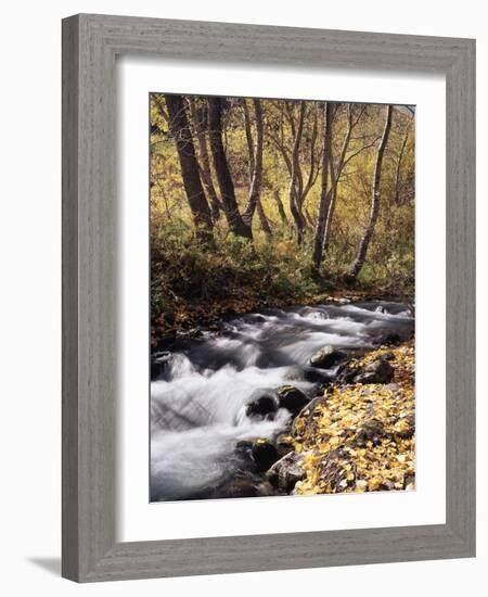 California, Sierra Nevada, Inyo Nf, Cottonwood Trees Along Mcgee Creek-Christopher Talbot Frank-Framed Photographic Print