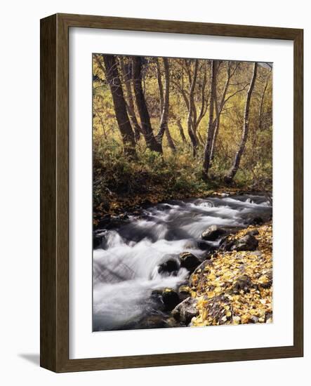 California, Sierra Nevada, Inyo Nf, Cottonwood Trees Along Mcgee Creek-Christopher Talbot Frank-Framed Photographic Print