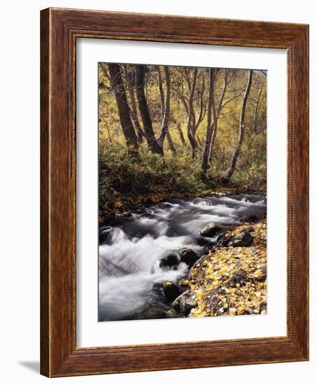 California, Sierra Nevada, Inyo Nf, Cottonwood Trees Along Mcgee Creek-Christopher Talbot Frank-Framed Photographic Print