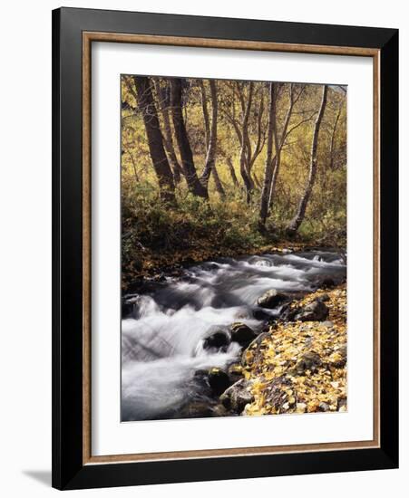 California, Sierra Nevada, Inyo Nf, Cottonwood Trees Along Mcgee Creek-Christopher Talbot Frank-Framed Photographic Print