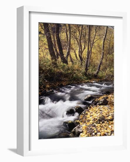 California, Sierra Nevada, Inyo Nf, Cottonwood Trees Along Mcgee Creek-Christopher Talbot Frank-Framed Photographic Print