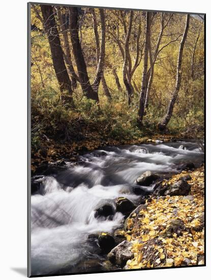 California, Sierra Nevada, Inyo Nf, Cottonwood Trees Along Mcgee Creek-Christopher Talbot Frank-Mounted Photographic Print