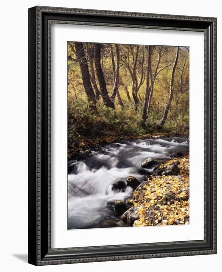 California, Sierra Nevada, Inyo Nf, Cottonwood Trees Along Mcgee Creek-Christopher Talbot Frank-Framed Photographic Print