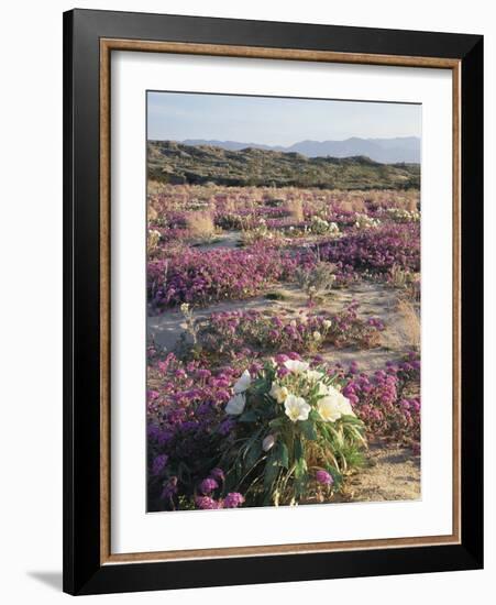 California, Sierra Nevada, Inyo Nf, Cottonwood Trees Along Mcgee Creek-Christopher Talbot Frank-Framed Photographic Print