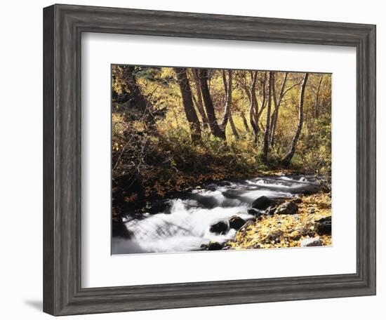 California, Sierra Nevada, Inyo Nf, Cottonwood Trees Along Mcgee Creek-Christopher Talbot Frank-Framed Photographic Print