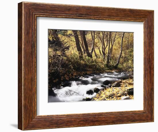 California, Sierra Nevada, Inyo Nf, Cottonwood Trees Along Mcgee Creek-Christopher Talbot Frank-Framed Photographic Print