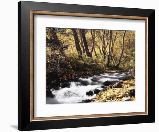 California, Sierra Nevada, Inyo Nf, Cottonwood Trees Along Mcgee Creek-Christopher Talbot Frank-Framed Photographic Print